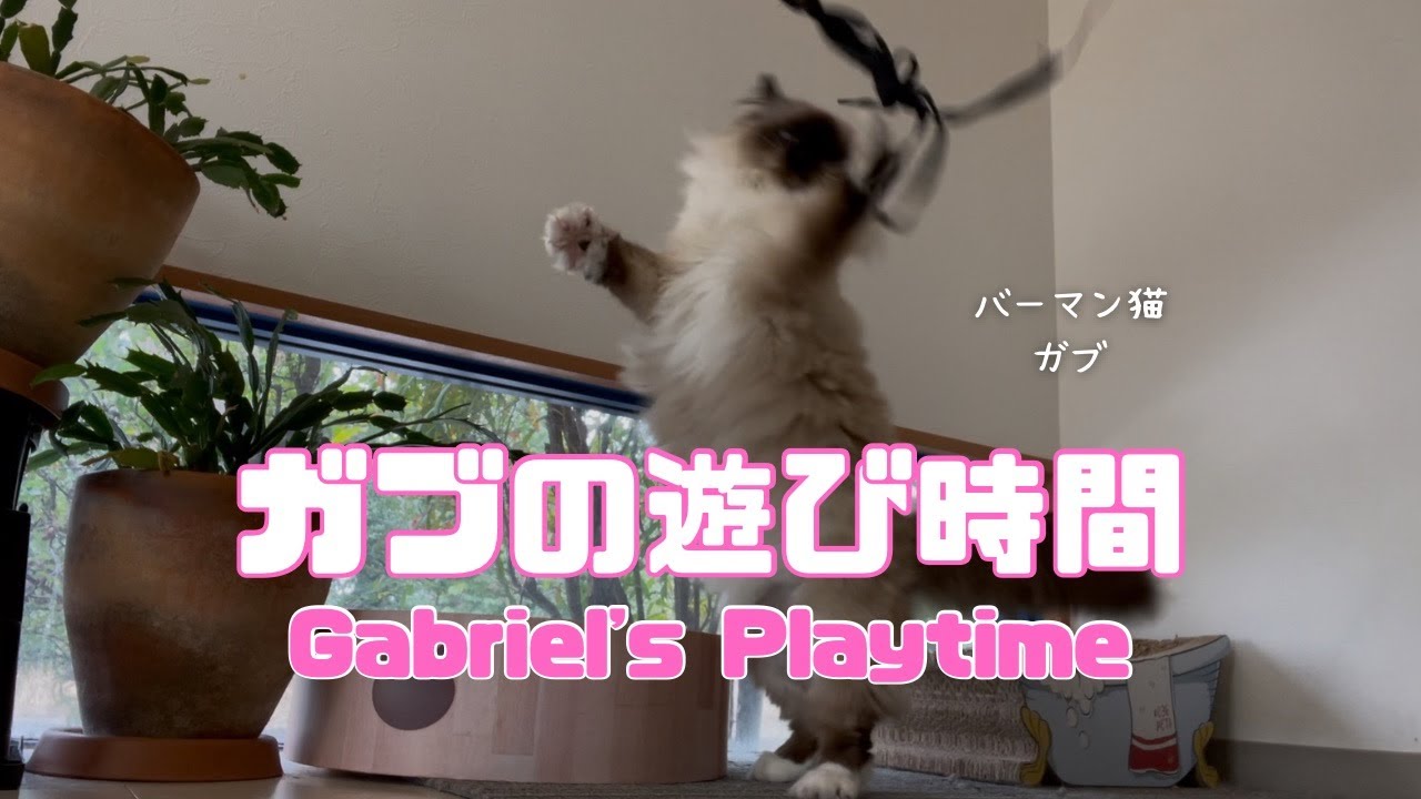 バーマン猫ガブ【ガブの遊び時間】Gabriel's Playtime（バーマン猫）Birman/Cat