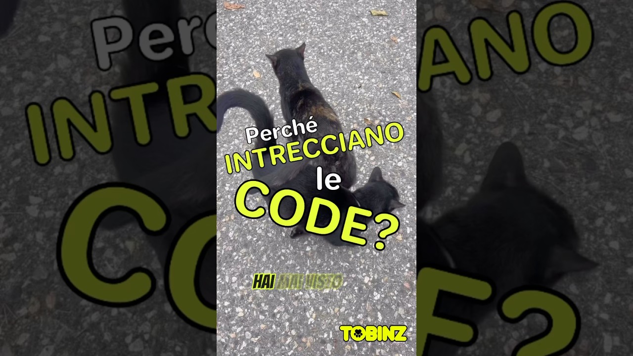 Perché INTRECCIANO le CODE?