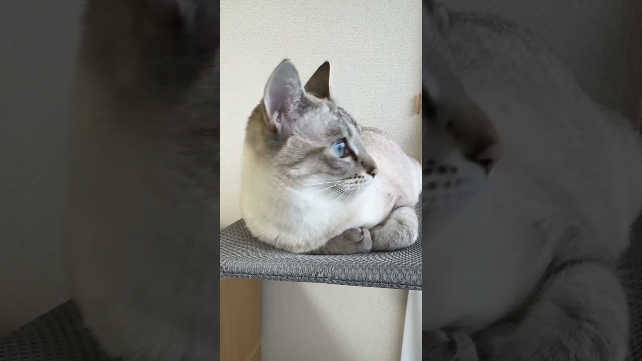 ハンモックに乗り出すよねこの時期　#シャムトラ #元保護猫 #シャムミックス  #cat #猫耳 #kitten  #猫耳 #siamesemix