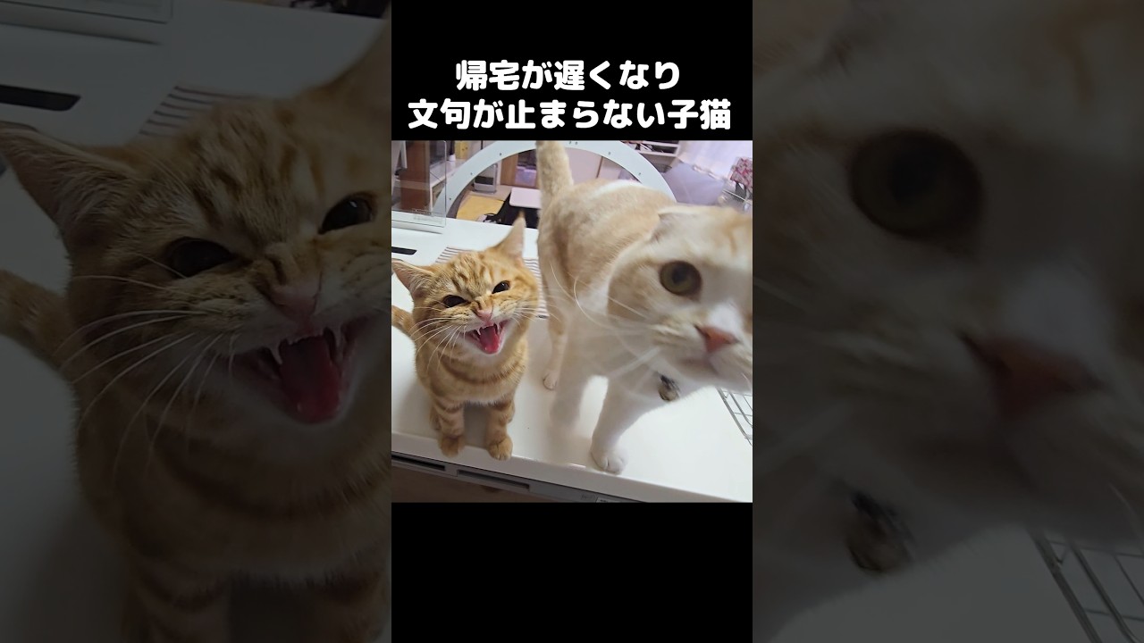 帰宅が遅くなり子猫の文句が止まらない...#shorts