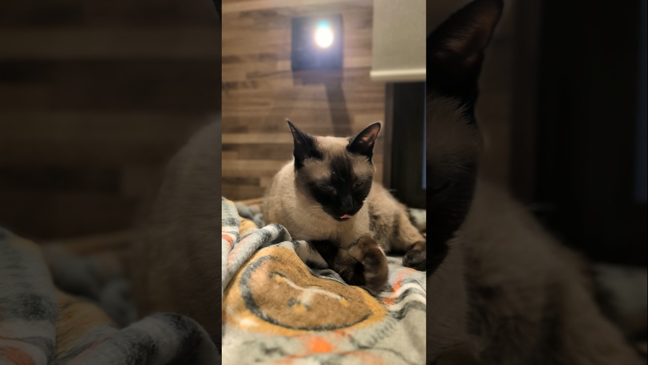 ご機嫌なシャム猫😺 - Happy Cats - #shorts #cat