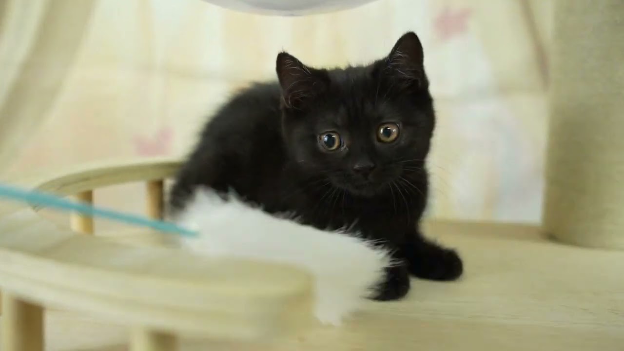 スコティッシュフォールド 総額表示！！全て込みの価格です🐱