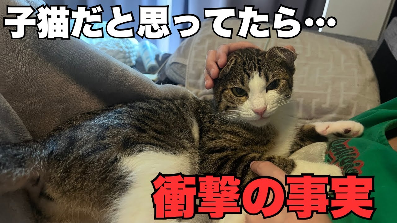 【保護猫】ずっと子猫だと思っていたら衝撃の事実が発覚しました…