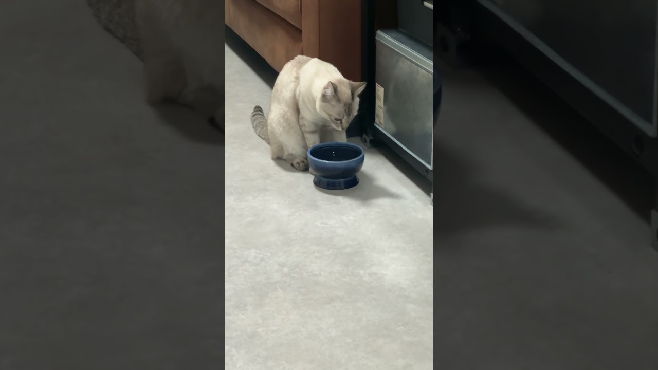 またおててぶるぶるしてる　#シャムトラ #元保護猫 #シャムミックス  #cat #猫耳 #kitten  #猫耳 #siamesemix