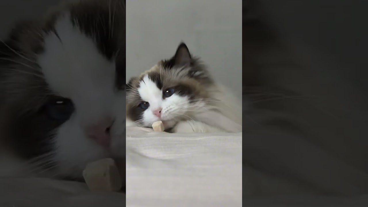 Ragdoll funny cats moment#cat #cute #kitten #cutecat #pets #funny #short#shorts#shortvideo#ytshorts