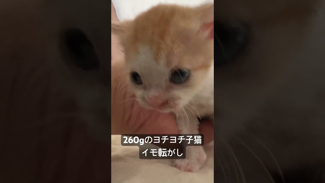 260gのヨチヨチ子猫イモ転がし   #cat #kitten #猫 #子猫 #ねこ #こねこ #保護猫  #cute  #猫のいる暮らし #shorts