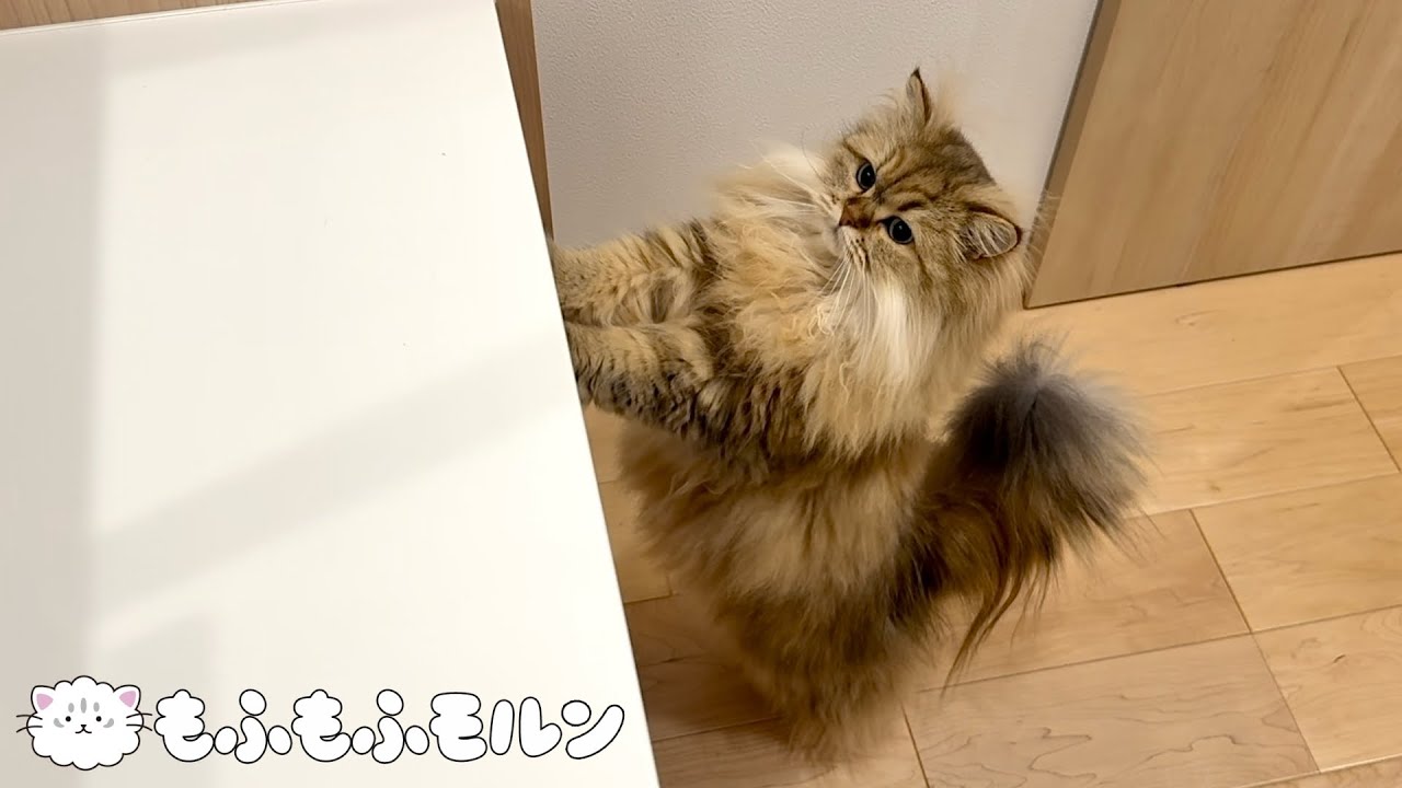 跳べるようになった猫の次なる標的は… 【サイベリアン】