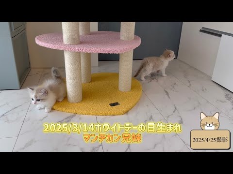 3/14生まれマンチカンこねこたち #ブルーセピア&ホワイト#希少な毛色