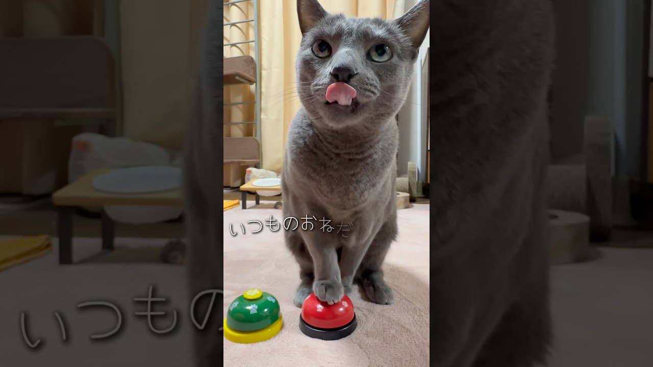 【ロシアンブルー】今朝のめろん...なんか笑えます🤭【猫】#shorts