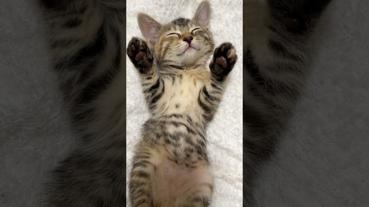 成長日記は関連動画へ　#癒し #かわいい #子猫