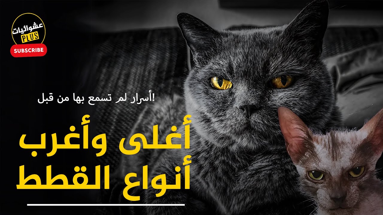 أغرب وأغلى القطط في العالم – أسرار لم تسمع بها من قبل!