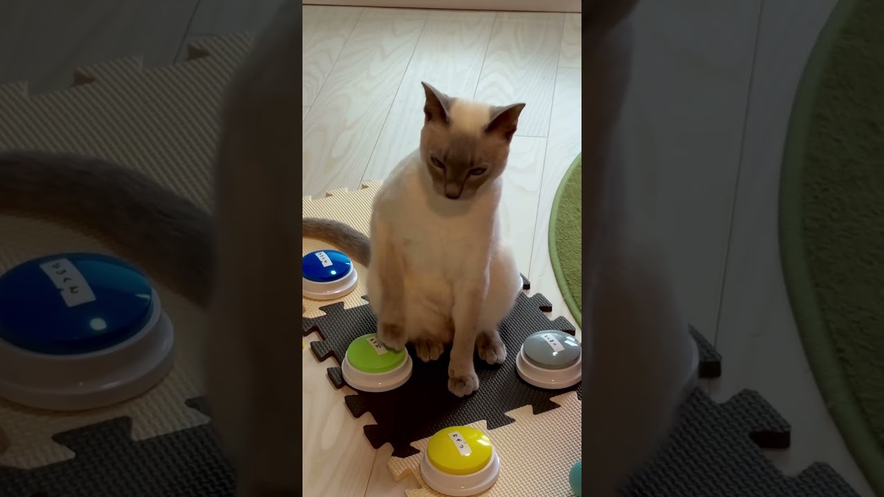 うたた寝からの必死に遊びたいアピールする猫が可愛すぎた✨  #トンキニーズ #会話ボタン #猫