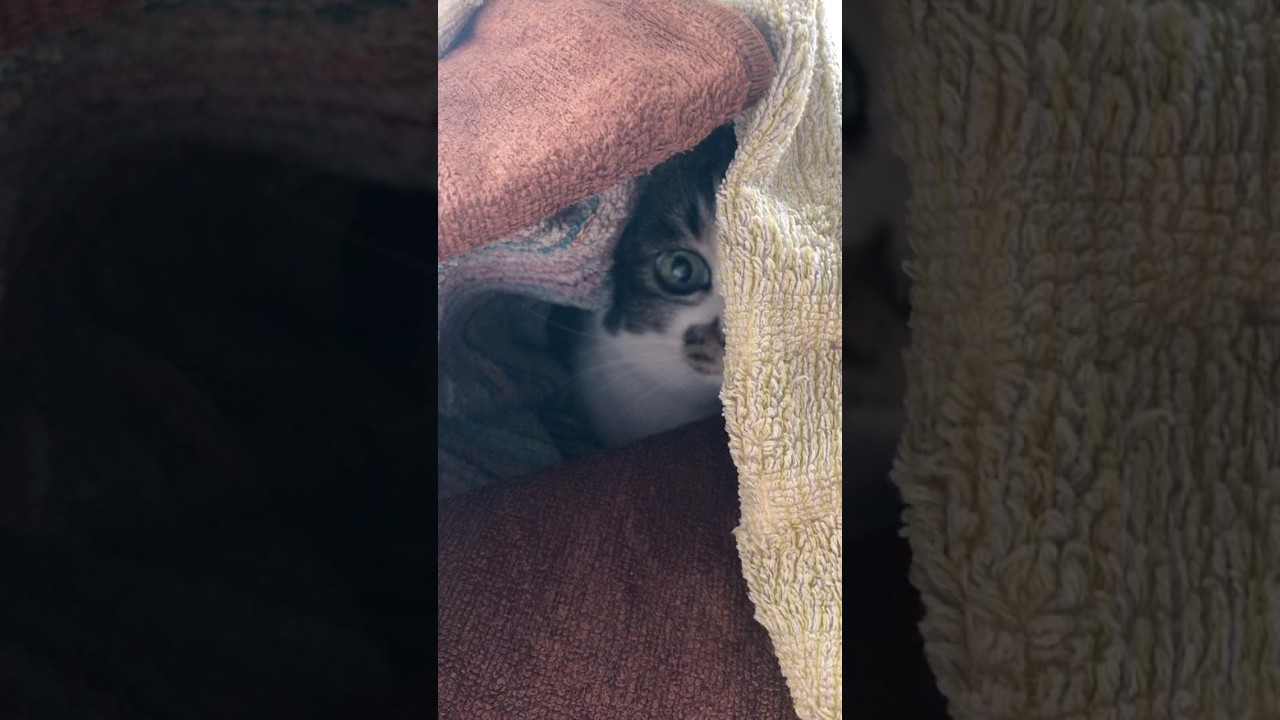 【Hide-and-Seek Alon】猫、みーつけたー。 #cat #shorts