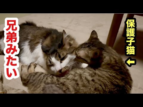 保護した子猫と先住猫が兄弟のような関係です