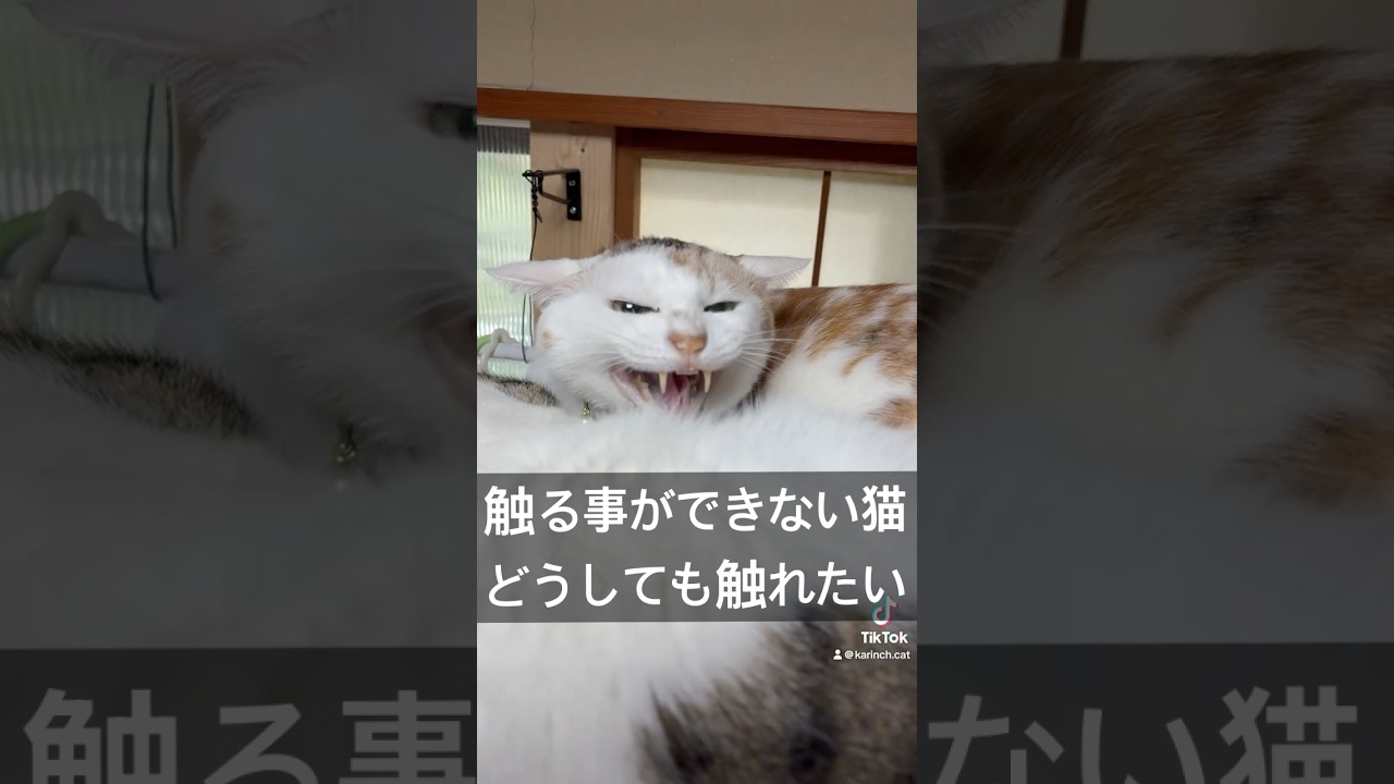 触る事ができない猫に触れようとした結果#shorts #保護猫 #猫 #cat