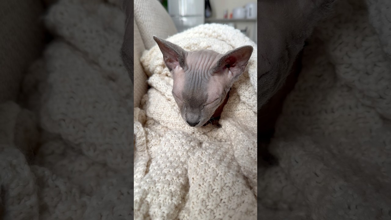 ふかふかブランケットに包まれて眠る毛のない猫【スフィンクス】