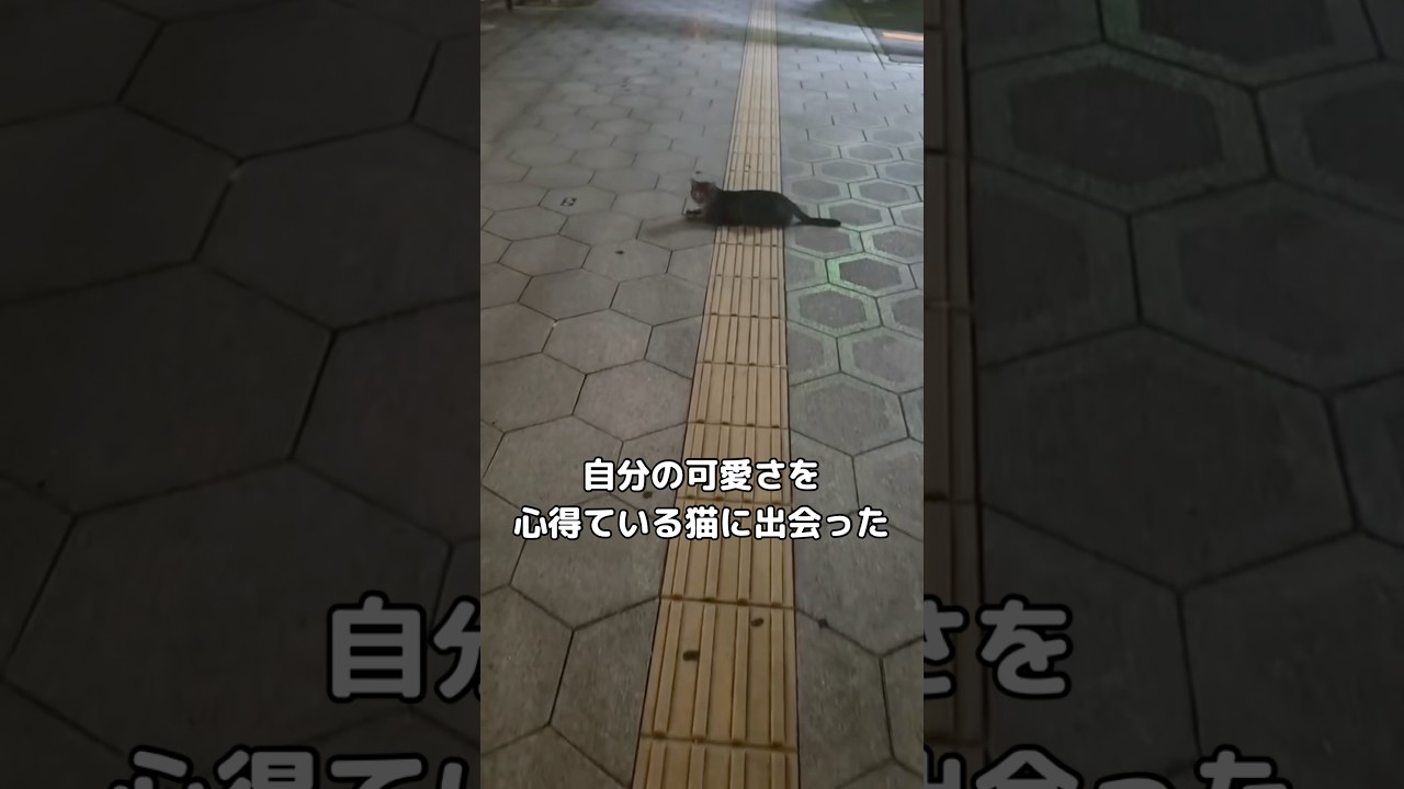 自分の可愛さ分かってるなぁ⋯ #野良猫 #黒猫 #子猫 #shorts