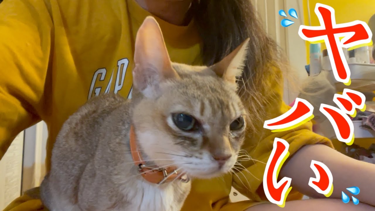 【１４歳のシンガプーラ】たいががご飯をたべません