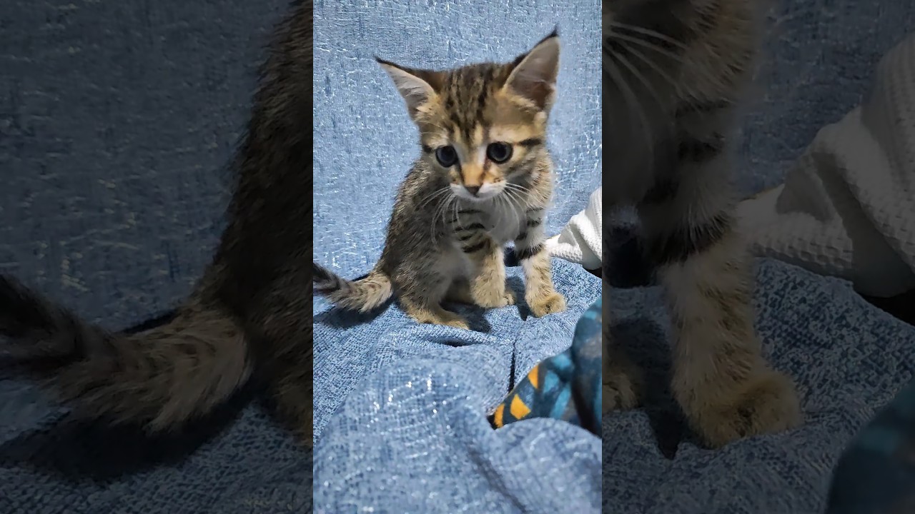 Cutest Tabby Cat Ever! So Much Love in One Visit#Cutekitten #TabbyCat #CatLover