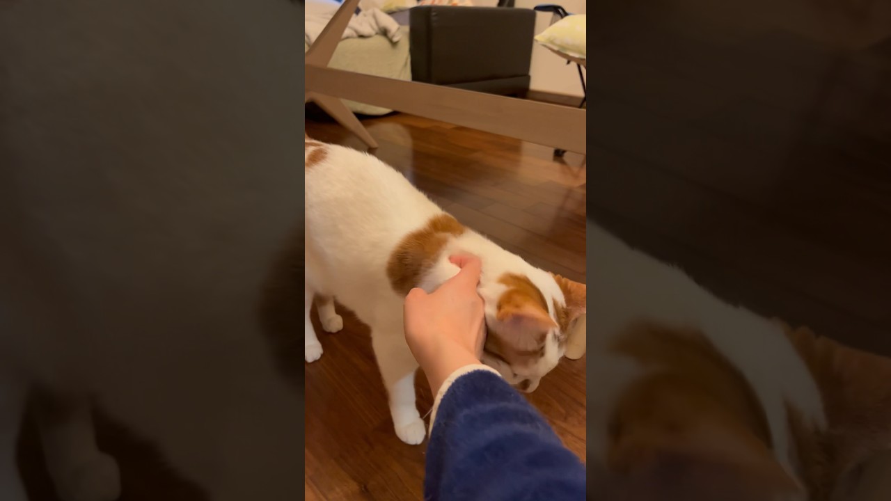 主「可愛いね」猫「そうでしょ？」 #cat #日本猫 #保護猫