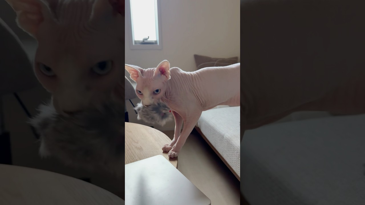 お気に入りのおもちゃを連れ回す毛のない猫【スフィンクス】