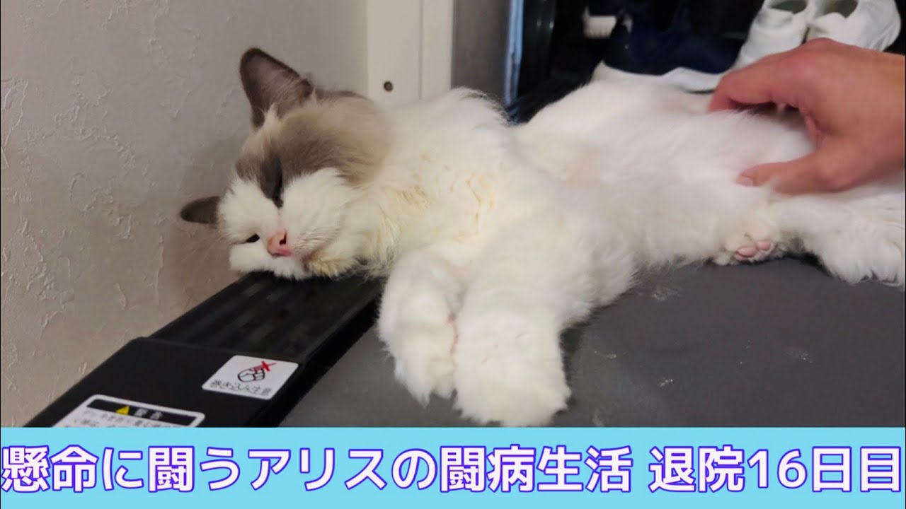 懸命に闘う【ラグドール】アリスの闘病生活 退院16日目
