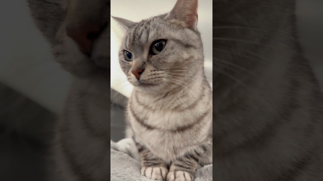 マンチカンのお手手が可愛すぎる件!! #shorts #猫 #cat
