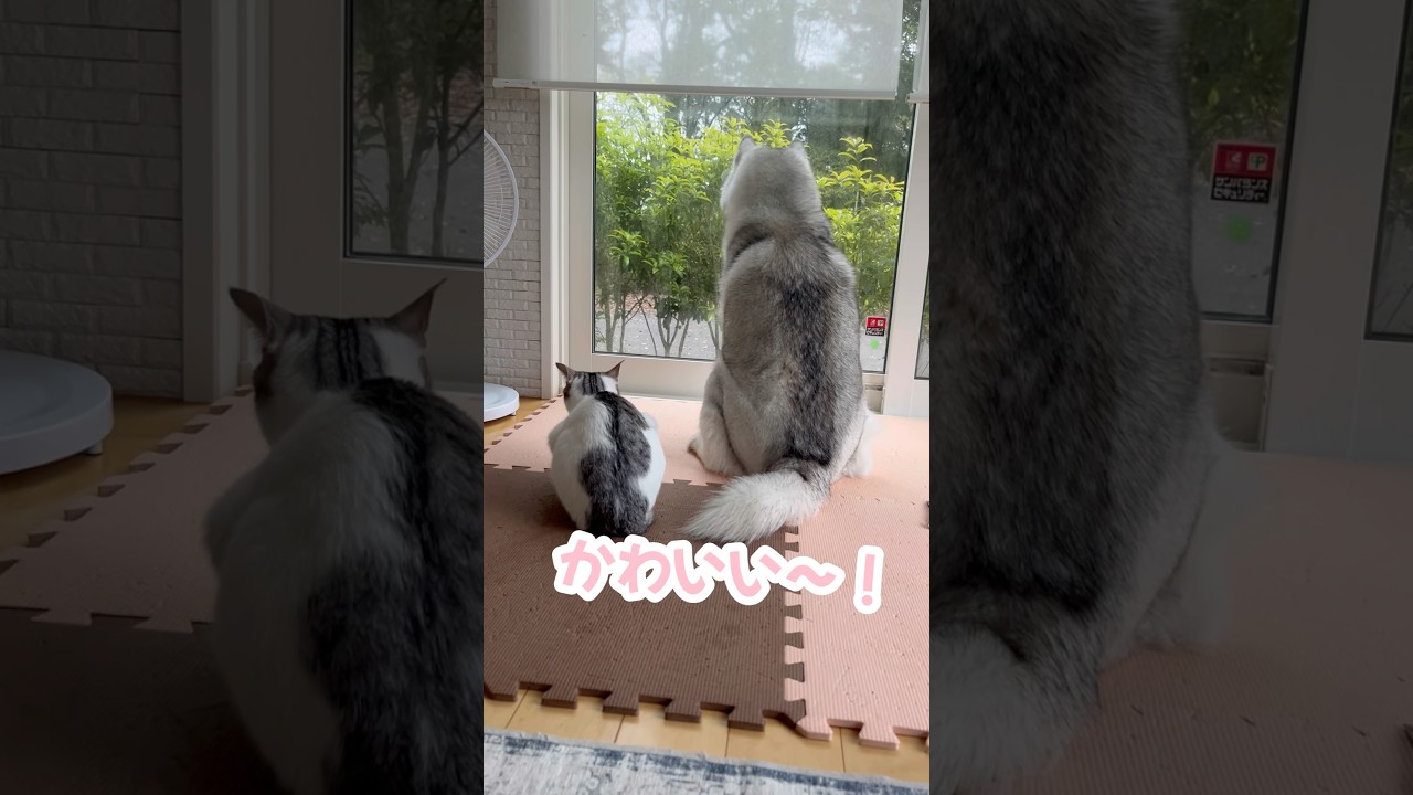 一緒にニャルソック中 #シベリアンハスキー #ハスキー #子猫