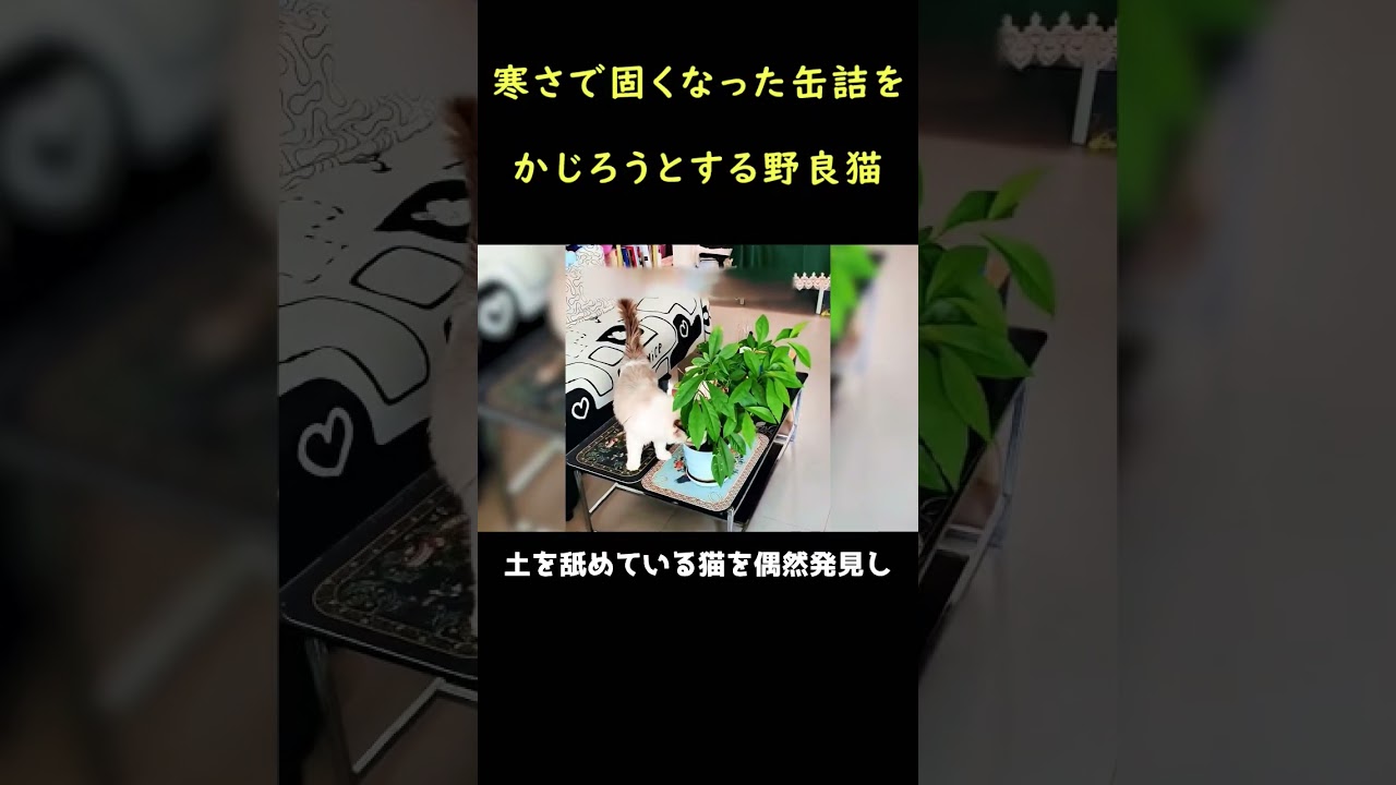 空腹で土を食べようとした猫！