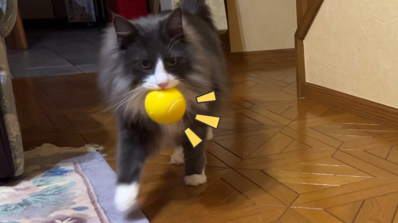 【天然末っ子♡】今日もワンちゃんみたいにボール遊びするターキッシュアンゴラがかわいい🩷