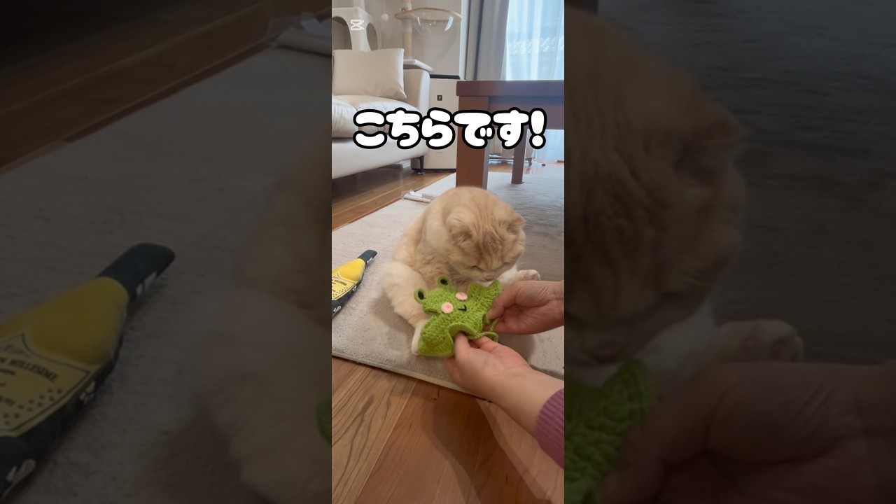 SHEIN購入品紹介！#猫のいる暮らし #スコティッシュフォールド