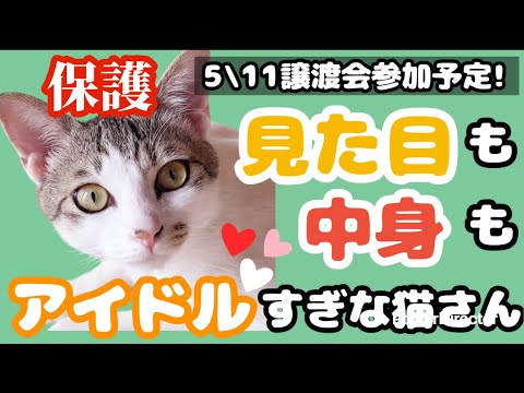 【奇跡の出会い】保護された子猫がアイドル級に可愛すぎる【推し猫】
