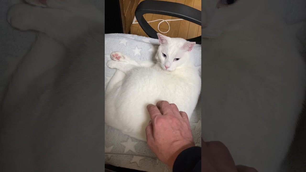 【起こすと何か言うネコ】ネコが寝ていて座れない・・#ネコ #cat