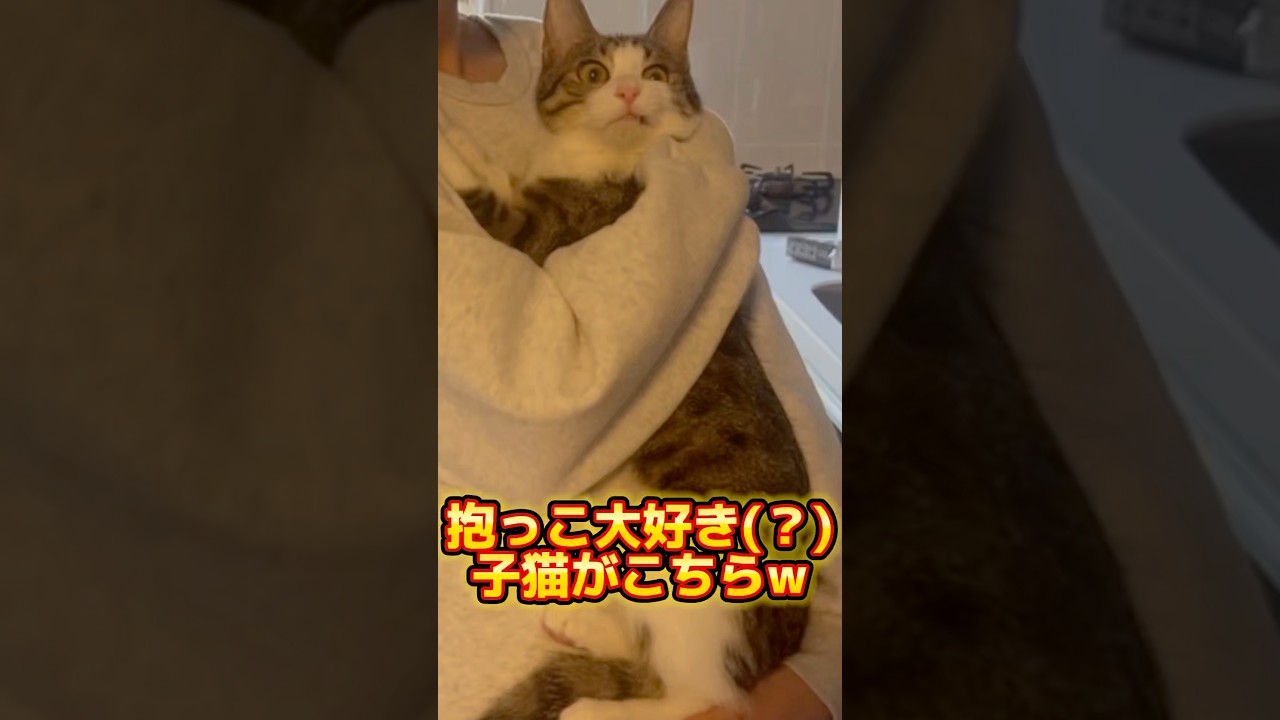 抱っこ大好きな子猫が成長した結果w #shorts #子猫 #保護猫 #猫 #猫のいる暮らし #catlovers