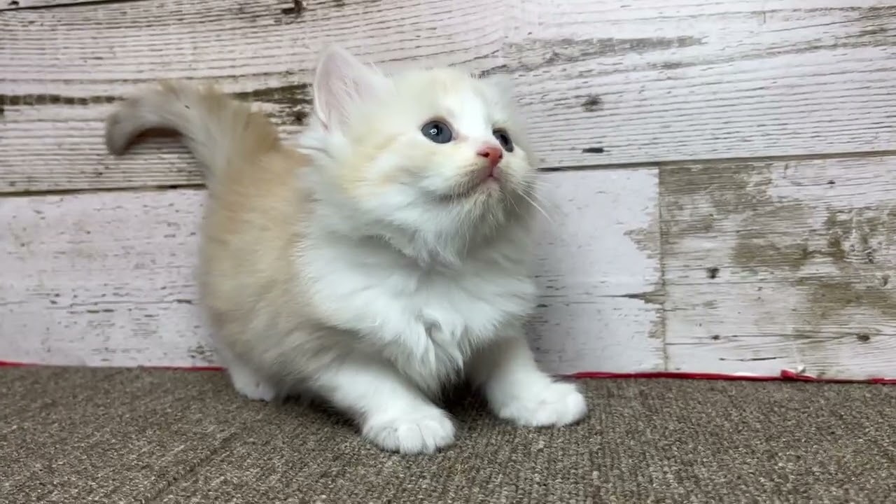マンチカン 足長、ロングヘアーの男の子♪