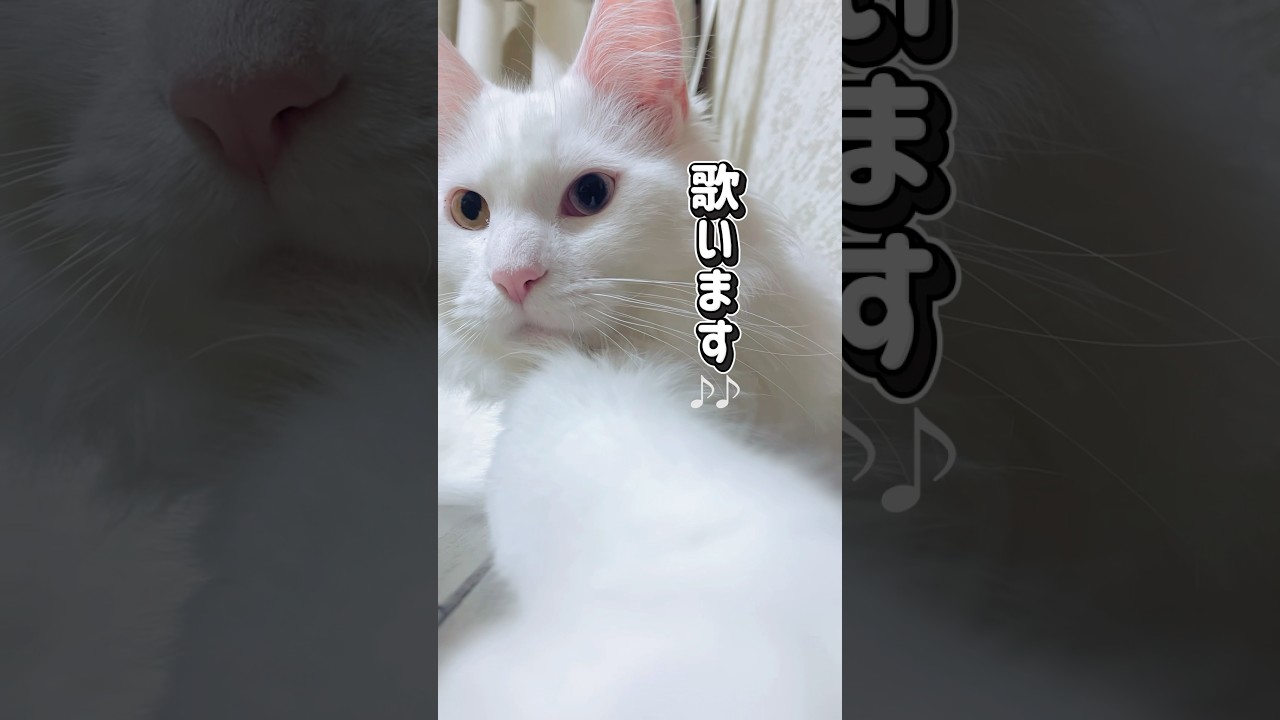 悪口に聞こえる生き物…いくつ分かるかな？#shorts #メインクーン #cat