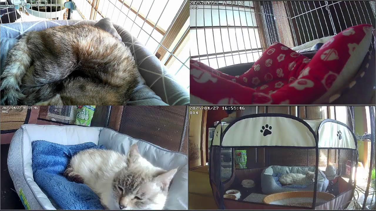 猫ライブ　野良猫から家猫9日目　保護猫と野良猫　 cat live