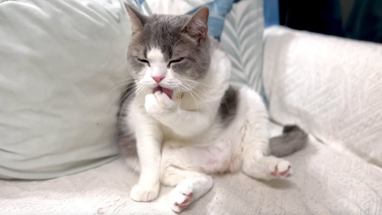 スコ座りグルーミングする猫が可愛すぎました。。