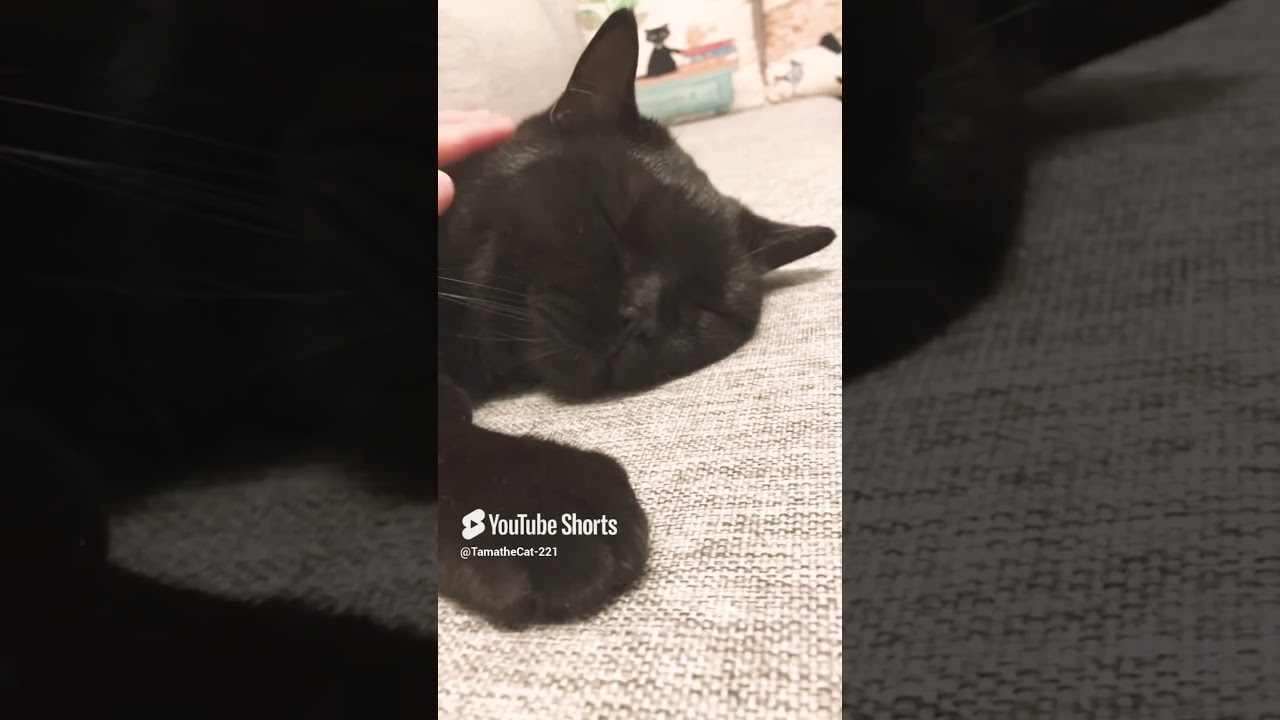 Lucky to have this beautiful kitty ❤️