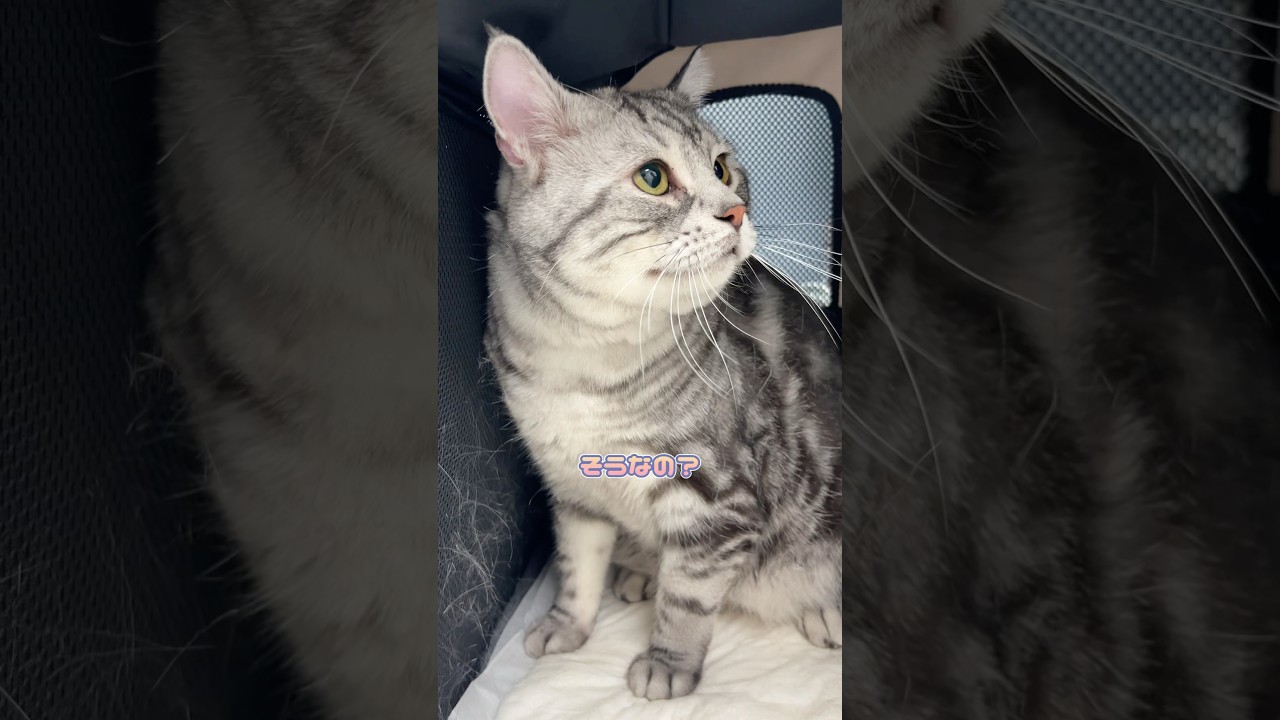 早く帰りたそうなアメリカンショートヘア