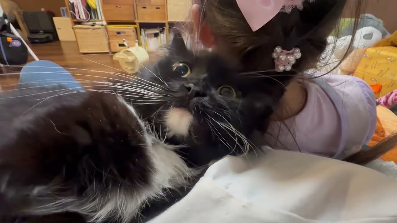 甘えて肩にもたれる猫　ラガマフィンA cat leaning on my daughter's shoulder. Ragamuffin