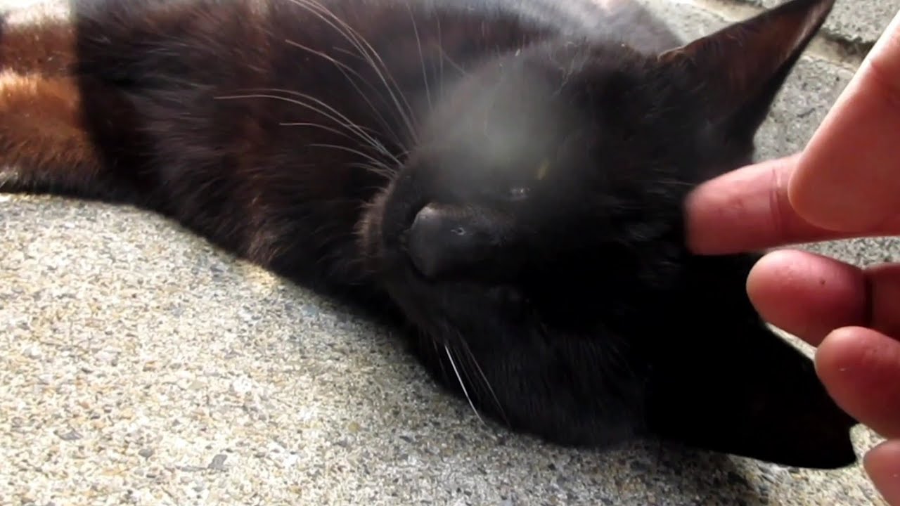 [野良猫]うっとり顔でモフられるけど逃げちゃう黒猫が可愛すぎる！[straycat]The cat that makes you muffle but runs away is cute!