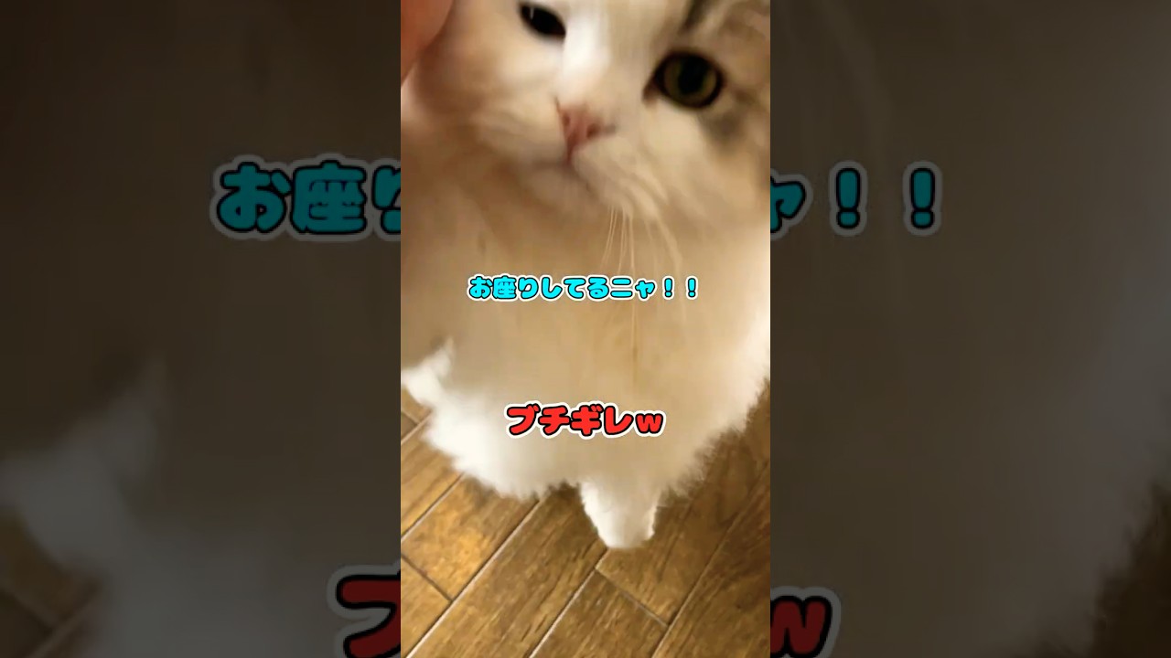 ごはん前、手とかの芸よりブチギレる猫【飼い主目線】#ミヌエット #ねこ #猫のいる暮らし #cat