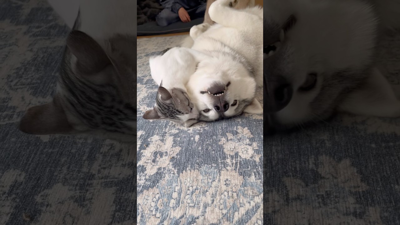 ハスキー相手に寝技に持ち込む子猫 #シベリアンハスキー #ハスキー #子猫