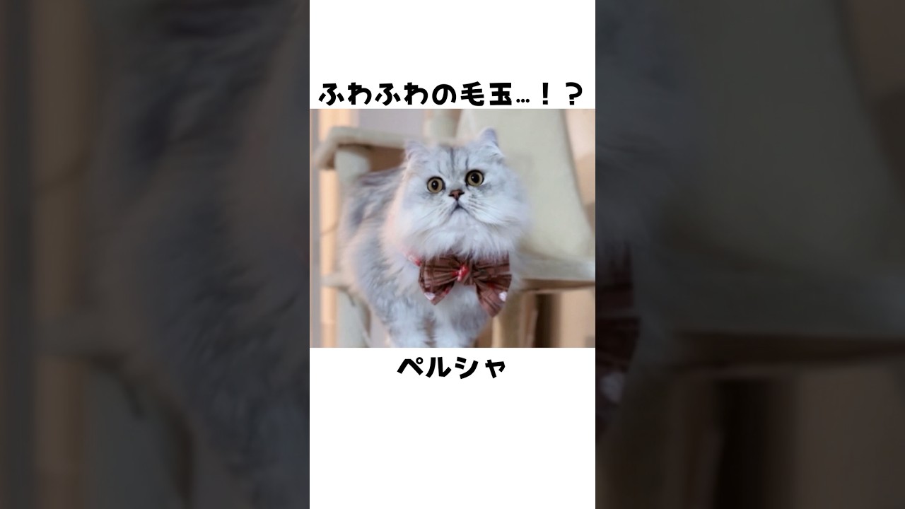 意外と知らないペルシャ🐈