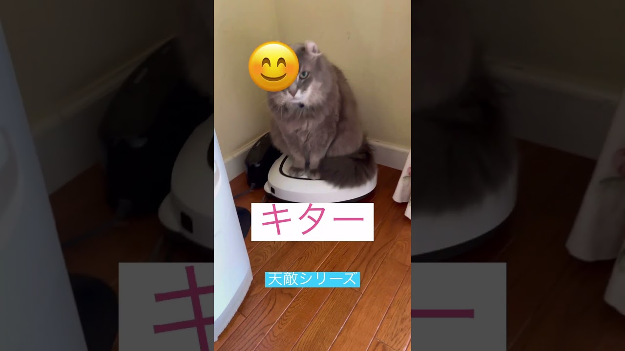 絶対安全 #ねこ動画 #cat #ねこ #アメリカンカール
