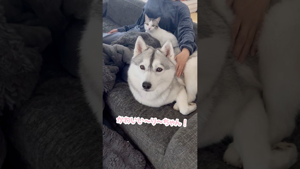 父の持ってる果物が気になる子猫とハスキー #シベリアンハスキー #ハスキー #子猫