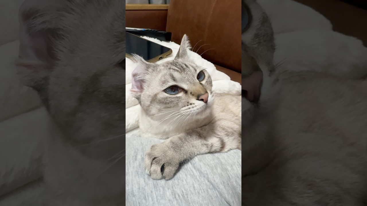 お耳どないしたん？　#シャムトラ #元保護猫 #シャムミックス  #cat #猫耳 #kitten  #猫耳 #siamesemix