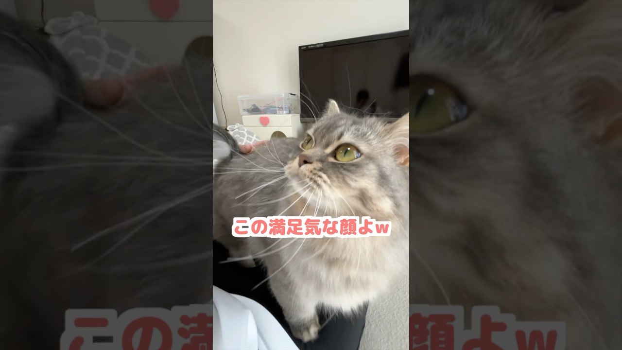 あの手この手で甘えて来る猫が可愛すぎましたw   #猫 #ねこ #ネコ #猫動画 #マンチカン #猫のいる暮らし #ねこのいる生活 #猫好きさんと繋がりたい #shorts #cat