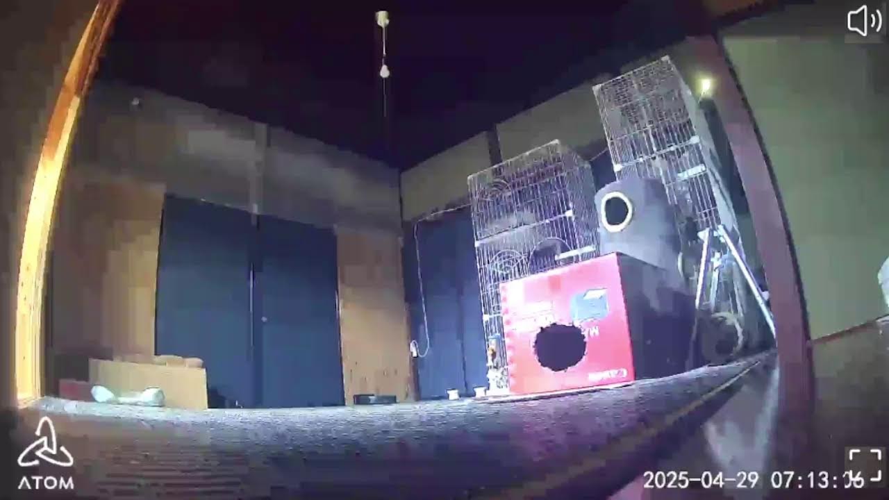 【 猫 】 ( 古民家 ) 保護猫部屋LIVE　入居猫募集中‼